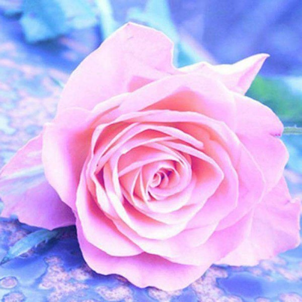 Lyserød rose