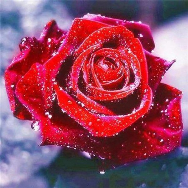 Røde rose