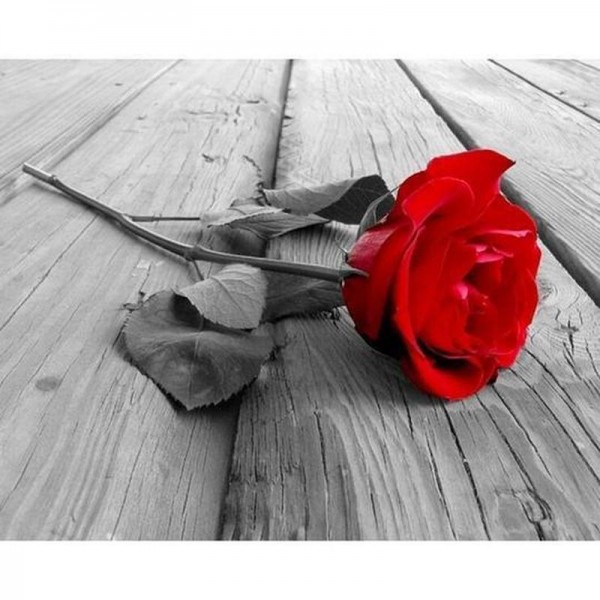 rød rose